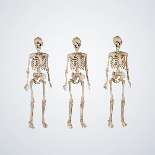 Cragmoor 5 ft Poseable Skeleton, 3 pack, photo 1