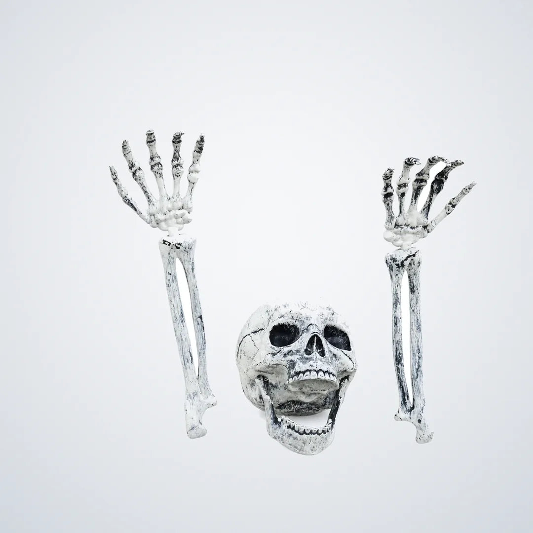 Fogholt Skeleton, photo 1