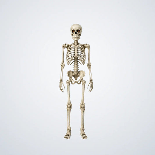 Skelmere Poseable Skeleton, 7 ft, photo 1